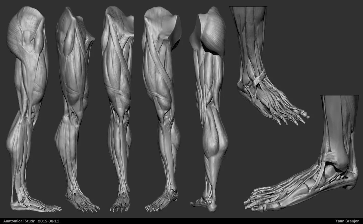 Detailed reference. Ноги референс анатомия. Ноги человека Экорше. Анатомия ноги 3д. Мышцы ног референс.