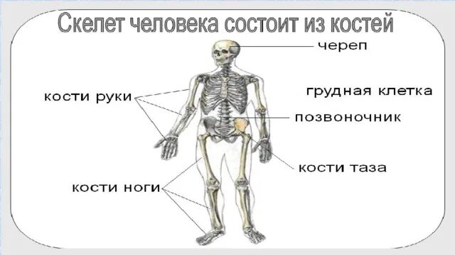 Прочный внутренний скелет