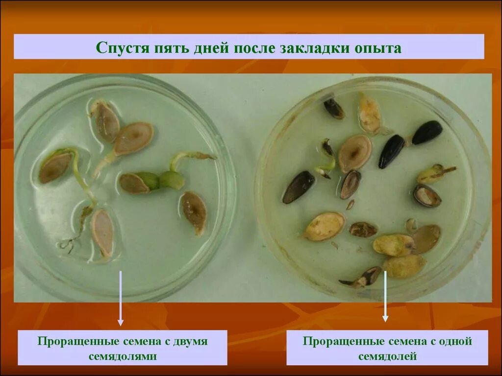 Лабораторная работа условия прорастания семян. Опыт прорастание семян 6 класс биология. Семена фасоли проращивание. Семена фасоли эксперимент проращивание. Семена фасоли прорастание.