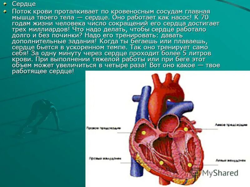 Сердце работает всю жизнь