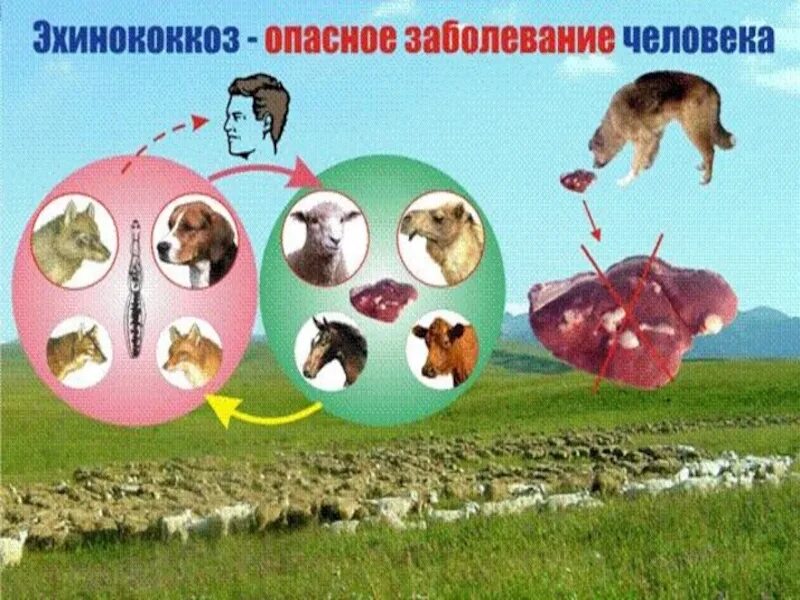 Паразитология болезни животных. Профилактика эхинококкоза. профилактика эхинококкоза у человека. эхинококкоз животных презентация. эхинококкоз заболевание животных это\.