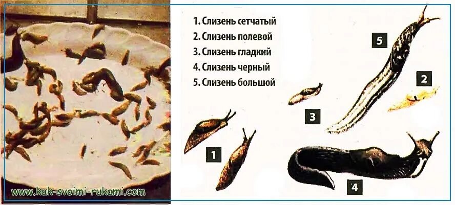 Можно ли курам давать слизней. Приманка для слизней. жизненный цикл слизняка. стадии развития слизней.