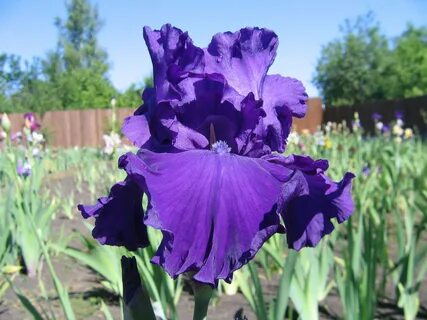 Iris full
