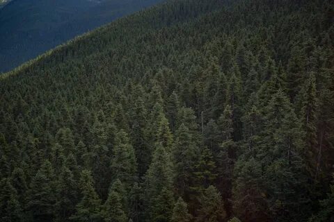 Сибирский хвойный лес на букву у
