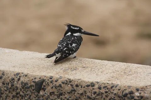 Long bird