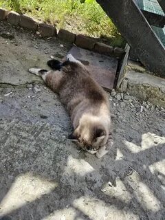 Выпал тома