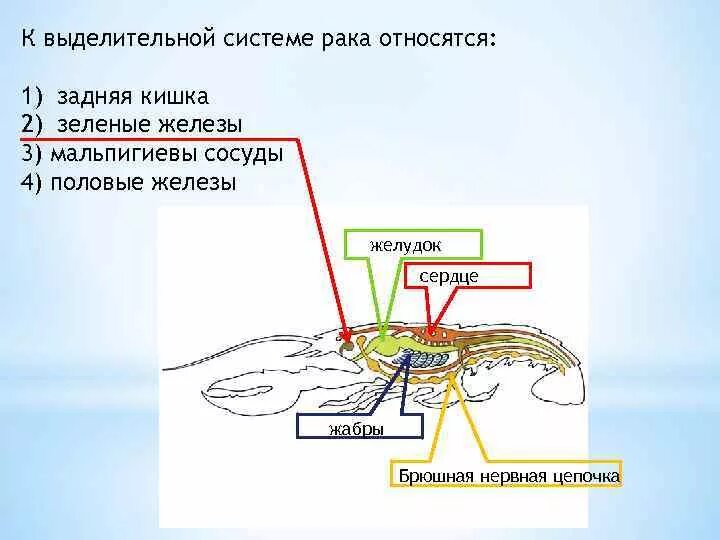 Речной рак дышит трахеями. Зеленые железы и мальпигиевы сосуды. Что относится к выделительной системе. К выделительной системе относят. Класс ракообразные выделительная система.