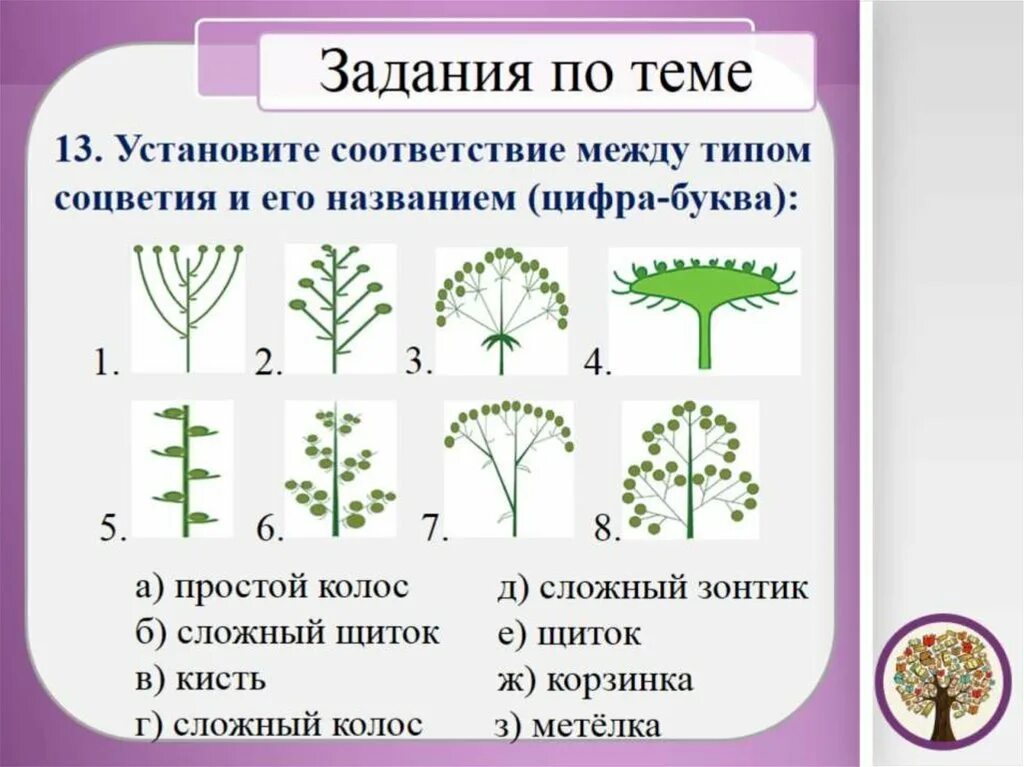 Самостоятельная работа по биологии цветок. Соцветия. Типы соцветий. Строение соцветия. Схема типов соцветий.