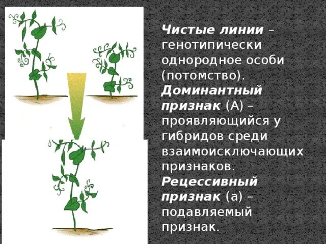 Чистая линия это потомство. Чистая линия. Чистые линии в генетике это. Чистая линия примеры в биологии. Чистая линия генетика.