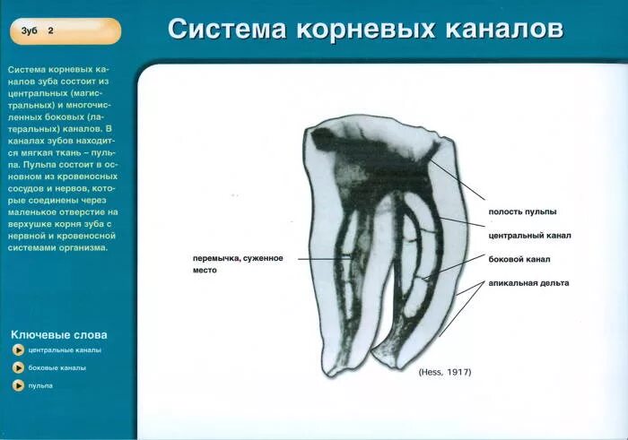 Система корневых каналов. Строение корневых каналов. Система корневых каналов зуба. Формы корневых каналов