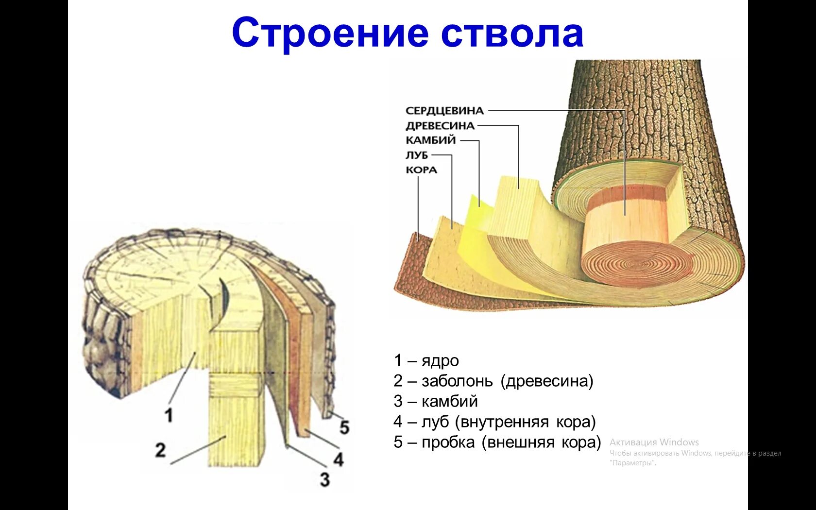 Строение дерева 5 класс Луб. Строение луба и древесины. Древесина Луб биология. Слои и элементы строения