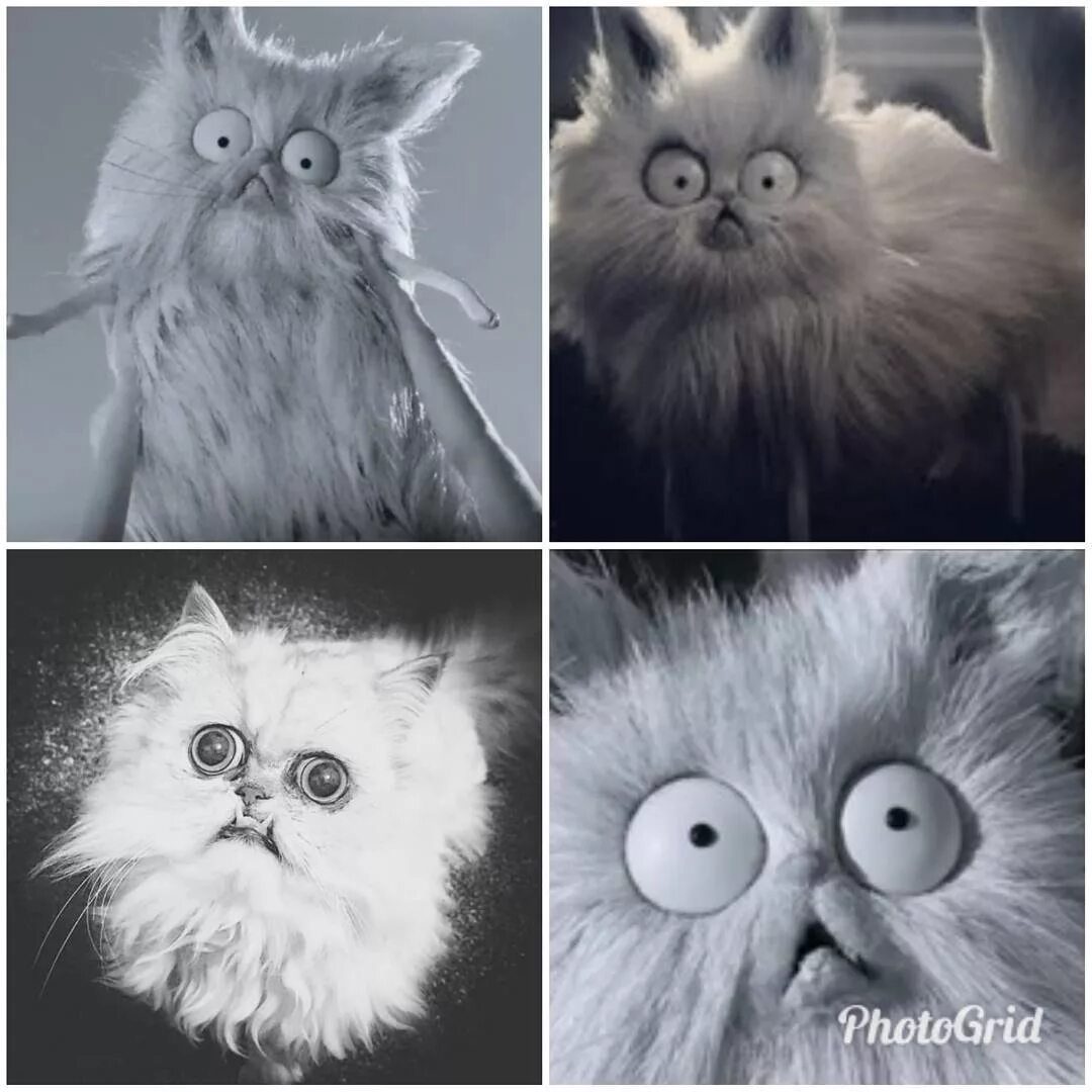 котьс глазами в разные стороны. кот глаза мем. кот с глазами в разные стороны. кот с вып учеными глазами. котик с глазами в разные стороны.