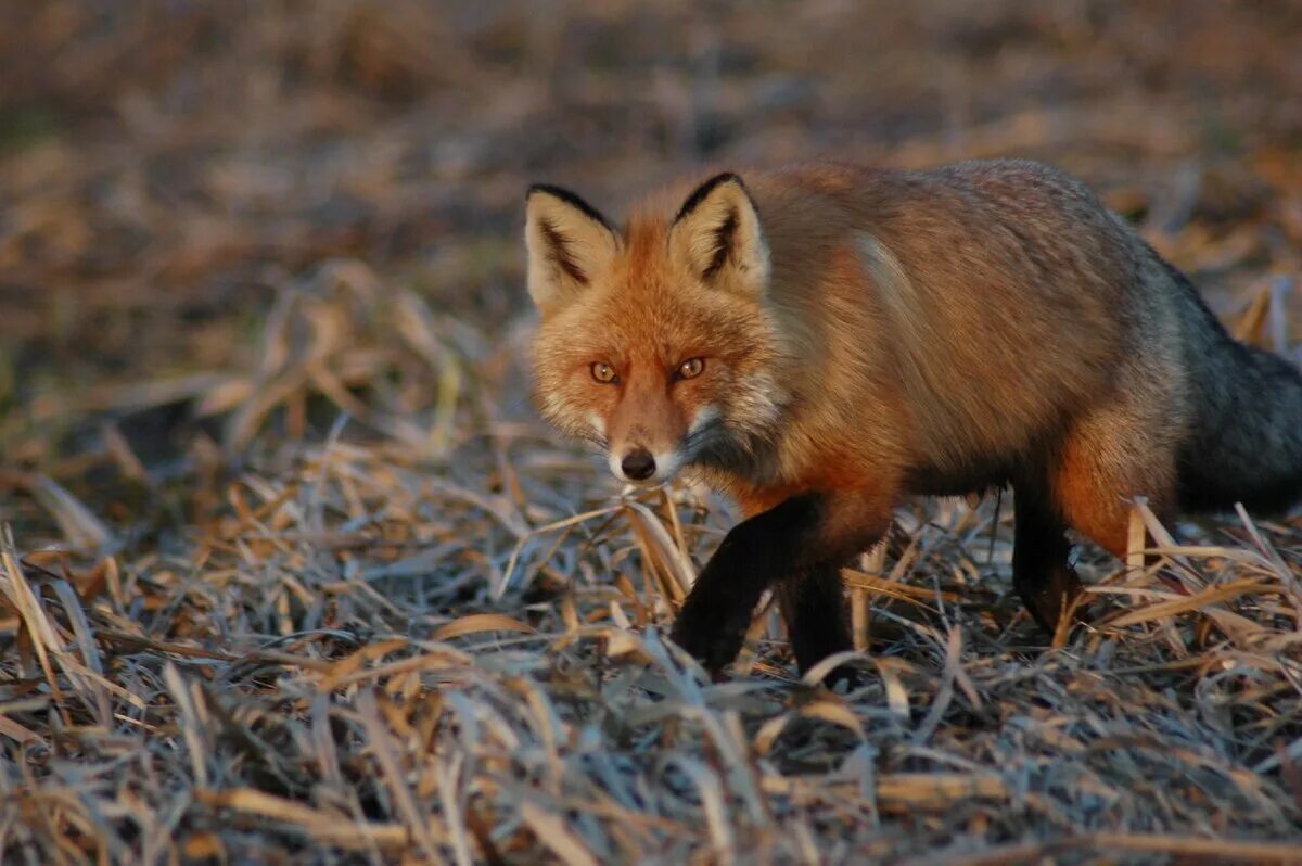Растительный мир дарвинского заповедника вологодской области. Дарвинский заповедник вологодской области животные. Дарвинский заповедник. Дарвинский заповедник вологодской области животные. Животные дарвинского заповедника.
