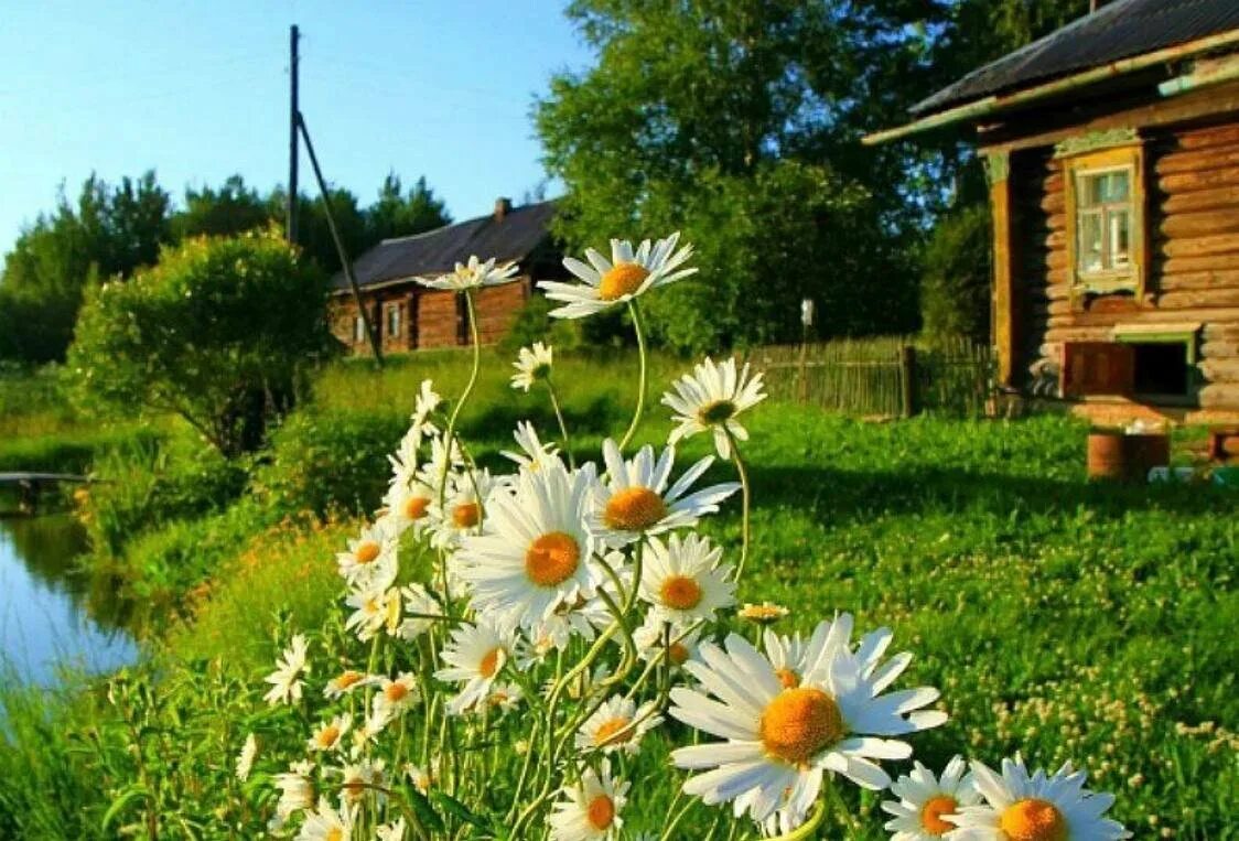 Доброе утро в деревне летом. Деревня летом. природа в деревне летом. пейзаж. лето. в. деревне.