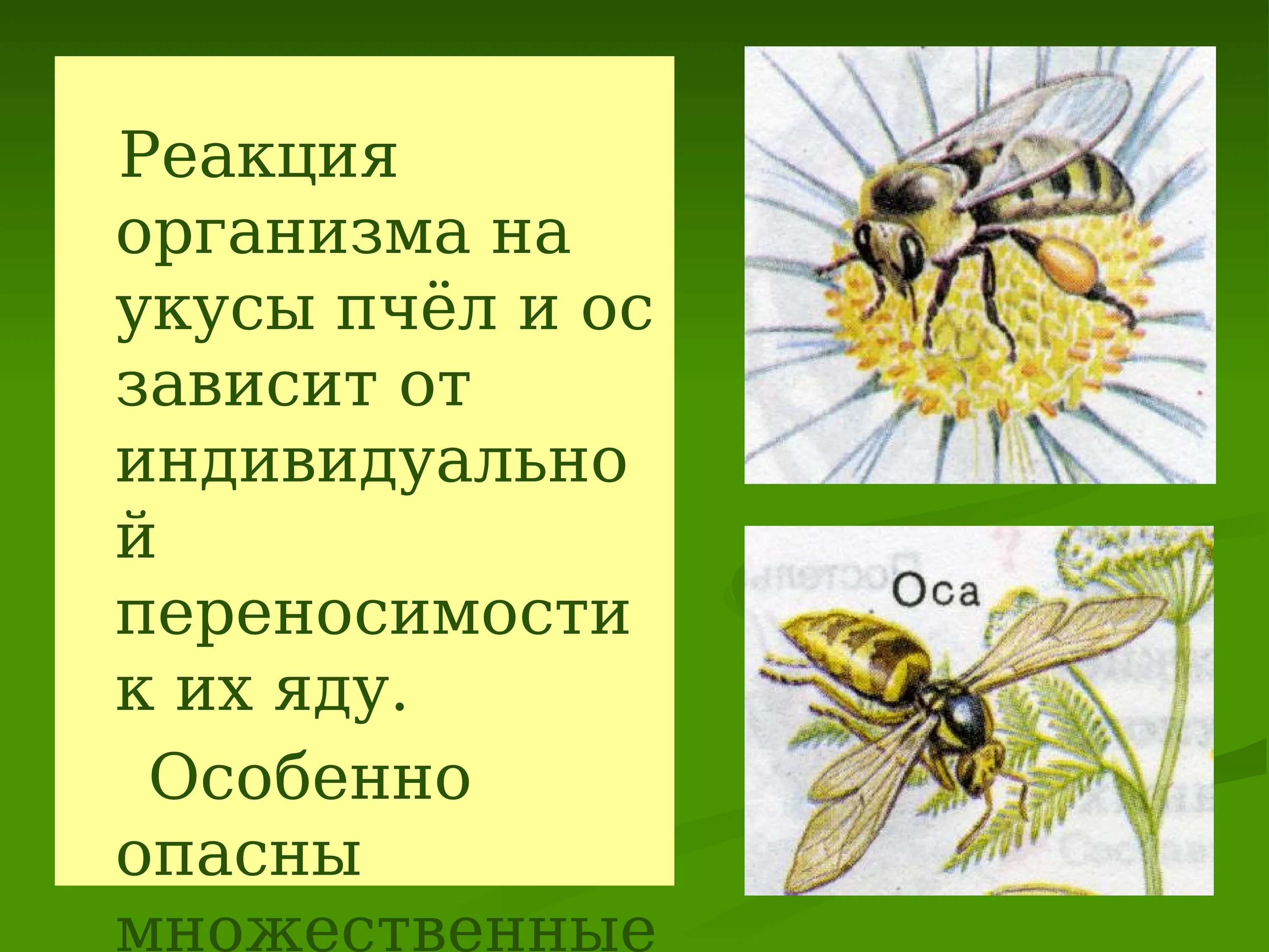 Помощь при укусе осы. Жалящие насекомые Оса. Жалящие насекомые презентация. Реакция организма на укус пчелы. Оказание первой помощи при укусе пчелы.