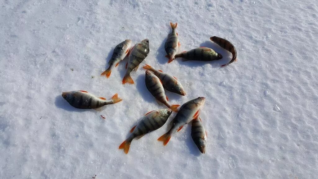 Рыбалка на озерах на окуня. Озеро ИК Омская область. Озеро ИК Омская область рыбалка. Крутинка Омская область озеро ИК. Рыбалка оз ИК Омская область.