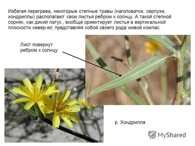 эвкалипт листья солнце ребром. дерево листья которого поворачиваются ребром к солнцу. эвкалипт остролистный. дерево ребром к солнцу листья которого. эвкалипт прутовидный дерево.