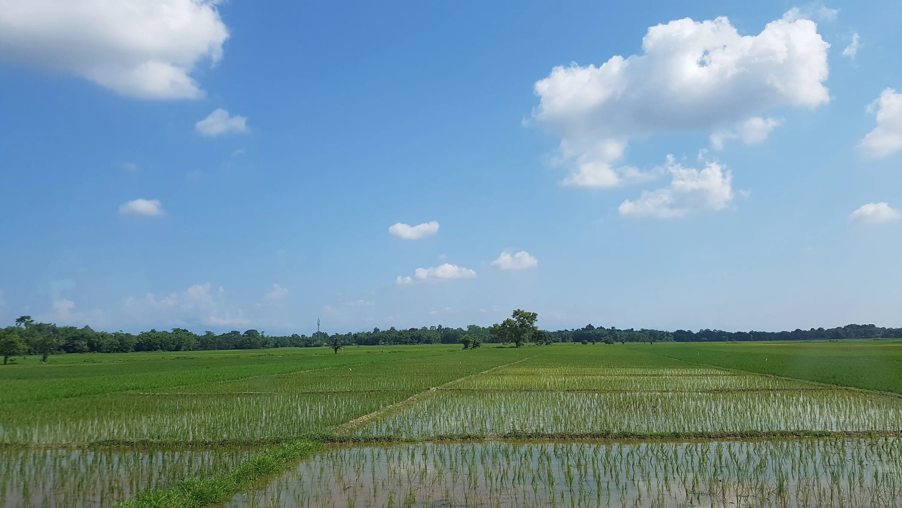 Рисовые поля. Засей поле риса. Paddy field National Park Ханань. Рисовые поля в штате Тамил Наду Индия. Field 20