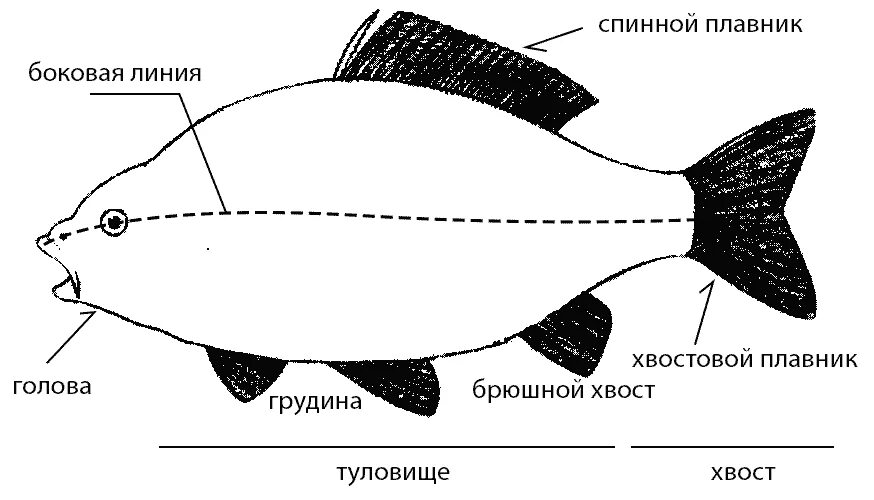 Главные признаки рыб схематический рисунок. Схема внешнего строения рыбы. Внешнее строение рыбы части тела. Отделы тела рыб 7 класс. Внешнее строение рыб отделы тела.