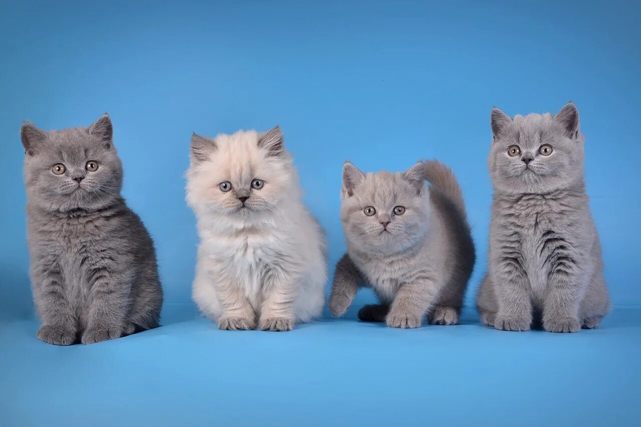 Слово 4 котенка. Котята. 4 Кошки. Котики 4 штуки. Четыре кота.