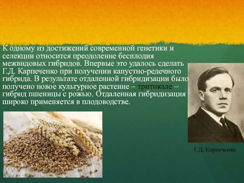 Достижение селекции растений Карпеченко. Достижения селекции растений Мичурин Карпеченко. Карпеченко селекционер достижения.