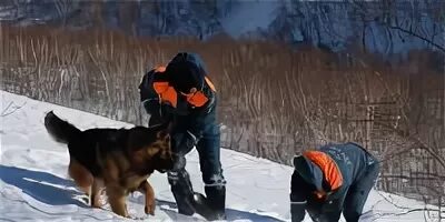 Собаки спасают от лавины. Собаки спасатели мчс. собака спасатель из под снега. хаски спасают людей. собаки спасатели из под лавин.