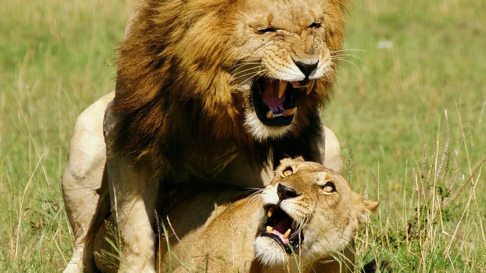 Лев и львица. Лев и львица любовь. Лев. Пара животных. Воспитана львом