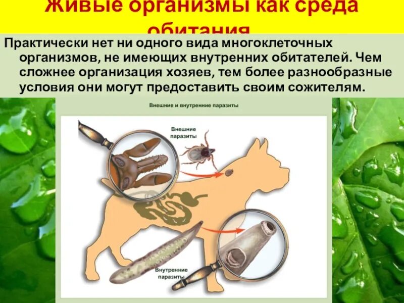 Живые организмы в организменной среде обитания. Организменная среда жизни. Живые организмы как среда. Обитатели живых организмов как среды обитания.