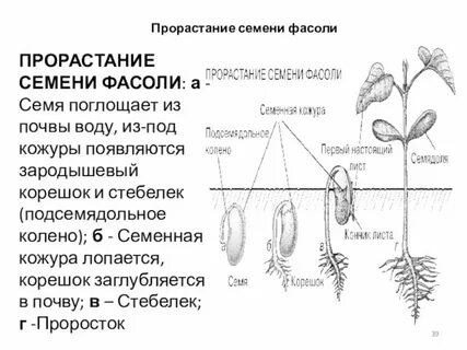 Развивается из корешка зародыша семени
