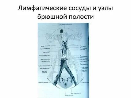Абдоминальные лимфатические узлы
