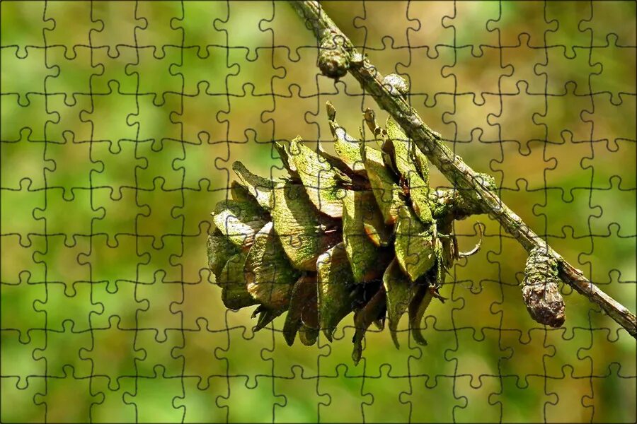 Шишки лиственных деревьев. Клен семена вертолетики. Liquidambar orientalis. Кленовые шишки. Дерево шишки дагестан.
