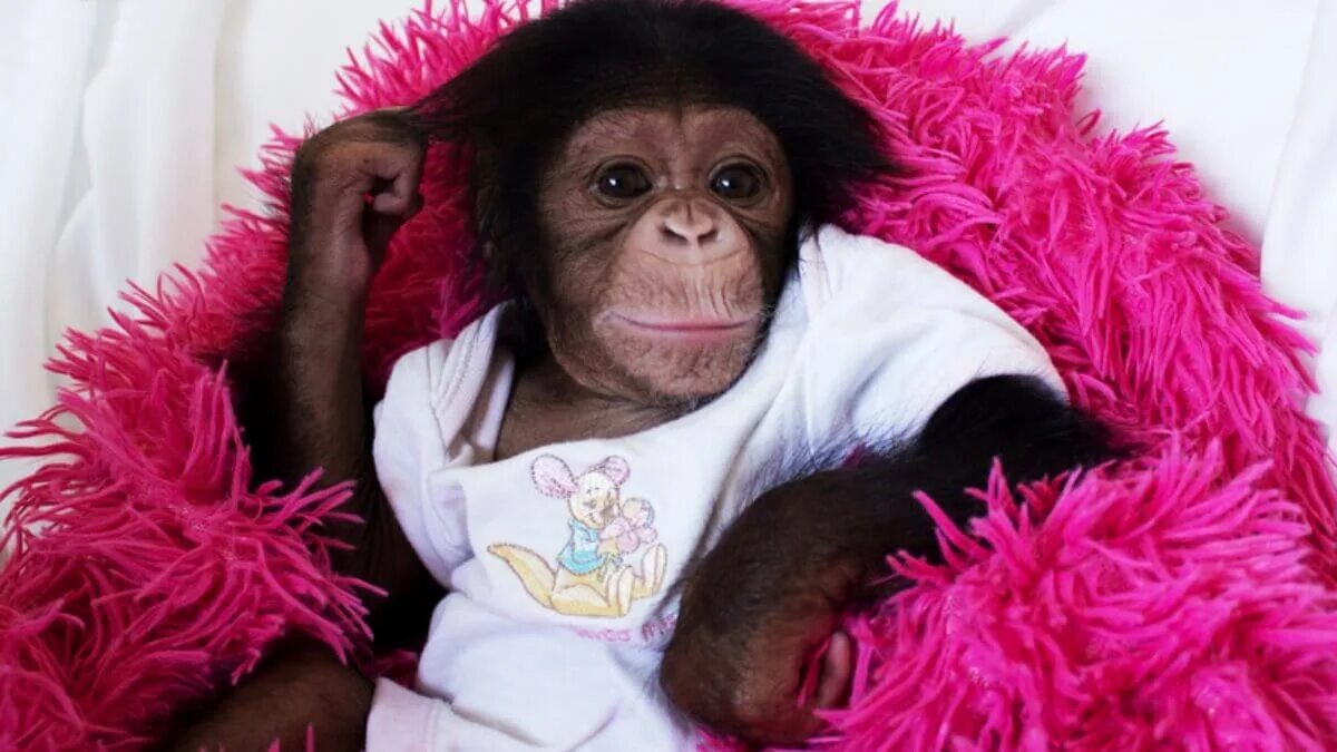 Шимпанзе девушку. Накрашенная обезьяна. Обезьяна девочка. Накрашенная шимпанзе. Обезьяна девочка накрашенная.
