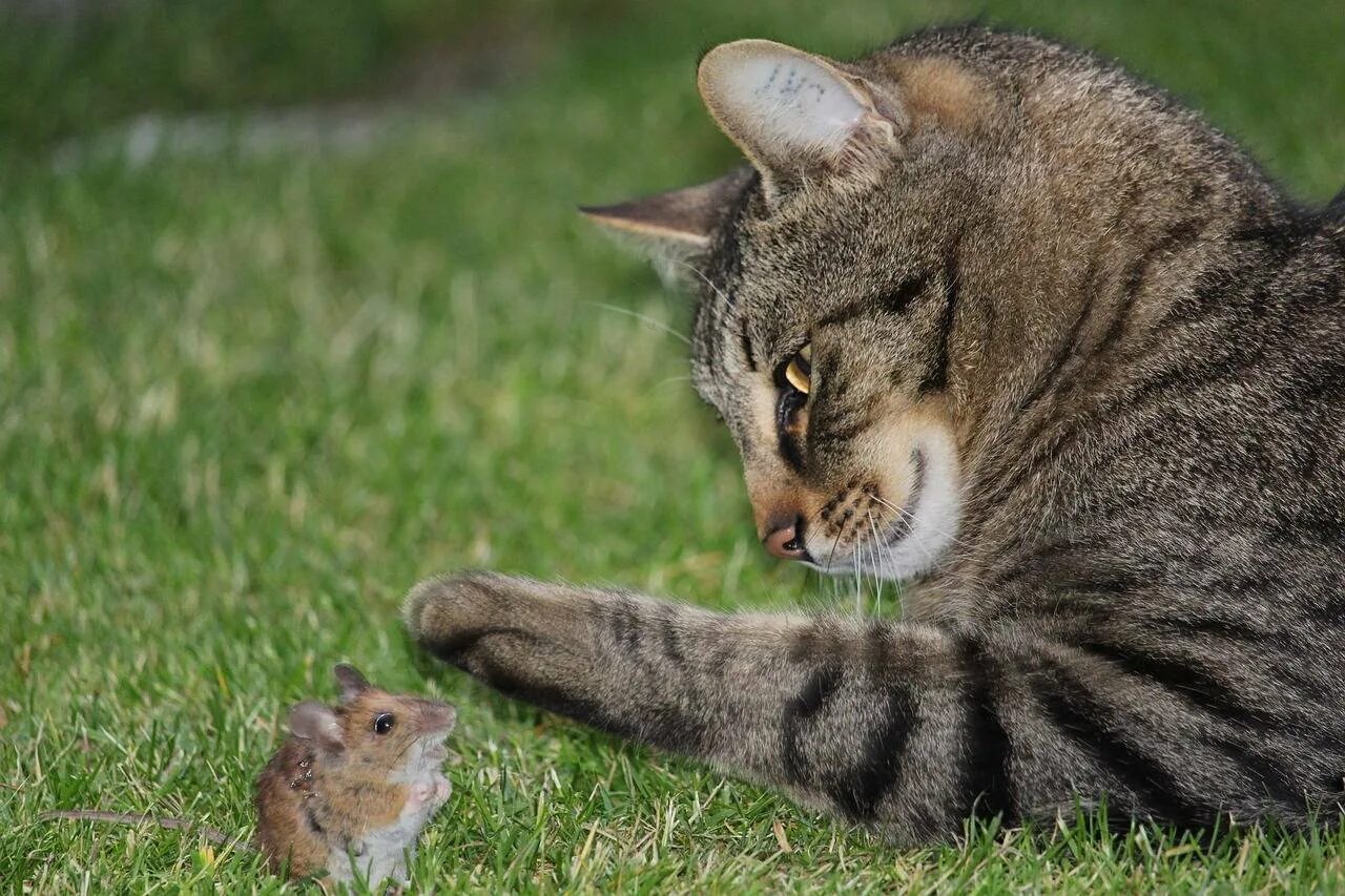 Кот охотник. Домашние кошки. Кот охотится. Кошка охотится на мышь. Котенок ловит мышей