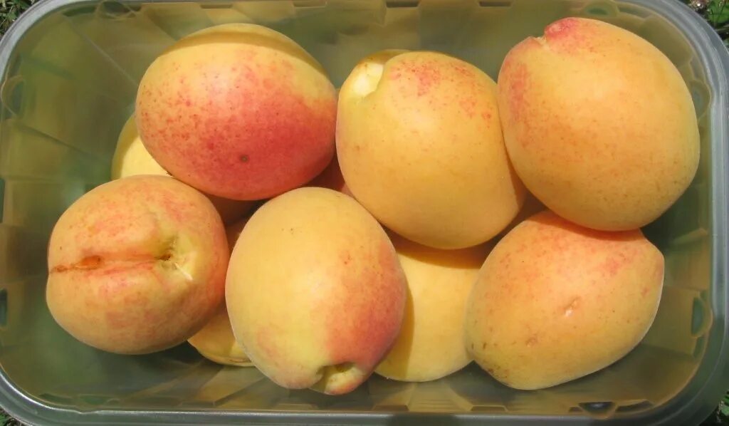 Абрикос сорт шалах. Шала абрикос. Шала абрикос. Шала абрикос. Сорт абрикосов шалах.