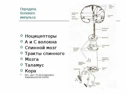 Прибор для измерения болевой чувствительности