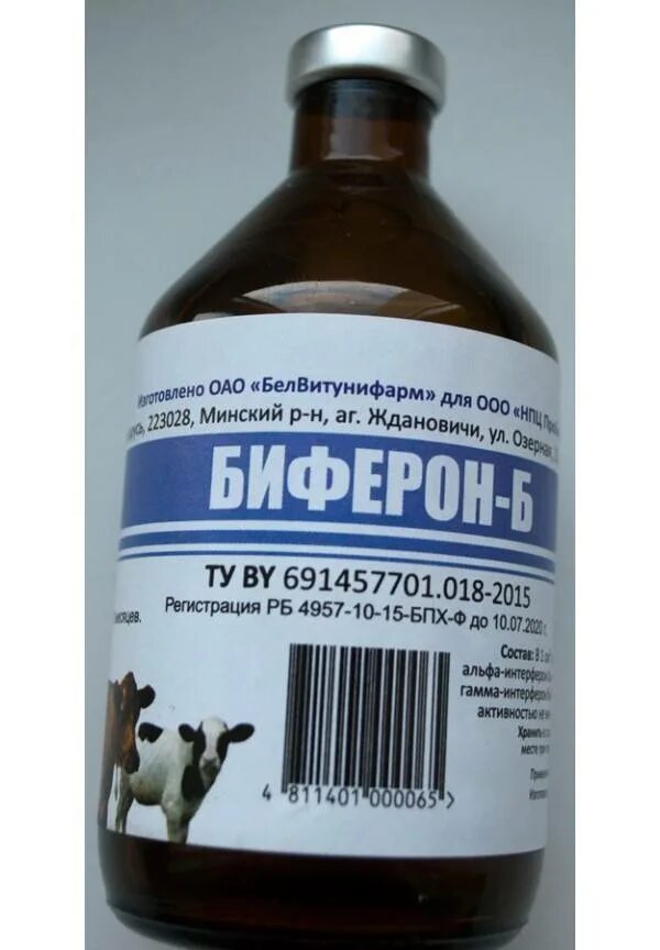 Узелковый дерматит как лечить. Вакцина вакцина нодулярный дерматит. нодулярный дерматит патанатомия. нодулярный дерматит коров вакцина. вакцина нодулярного дерматита крс.