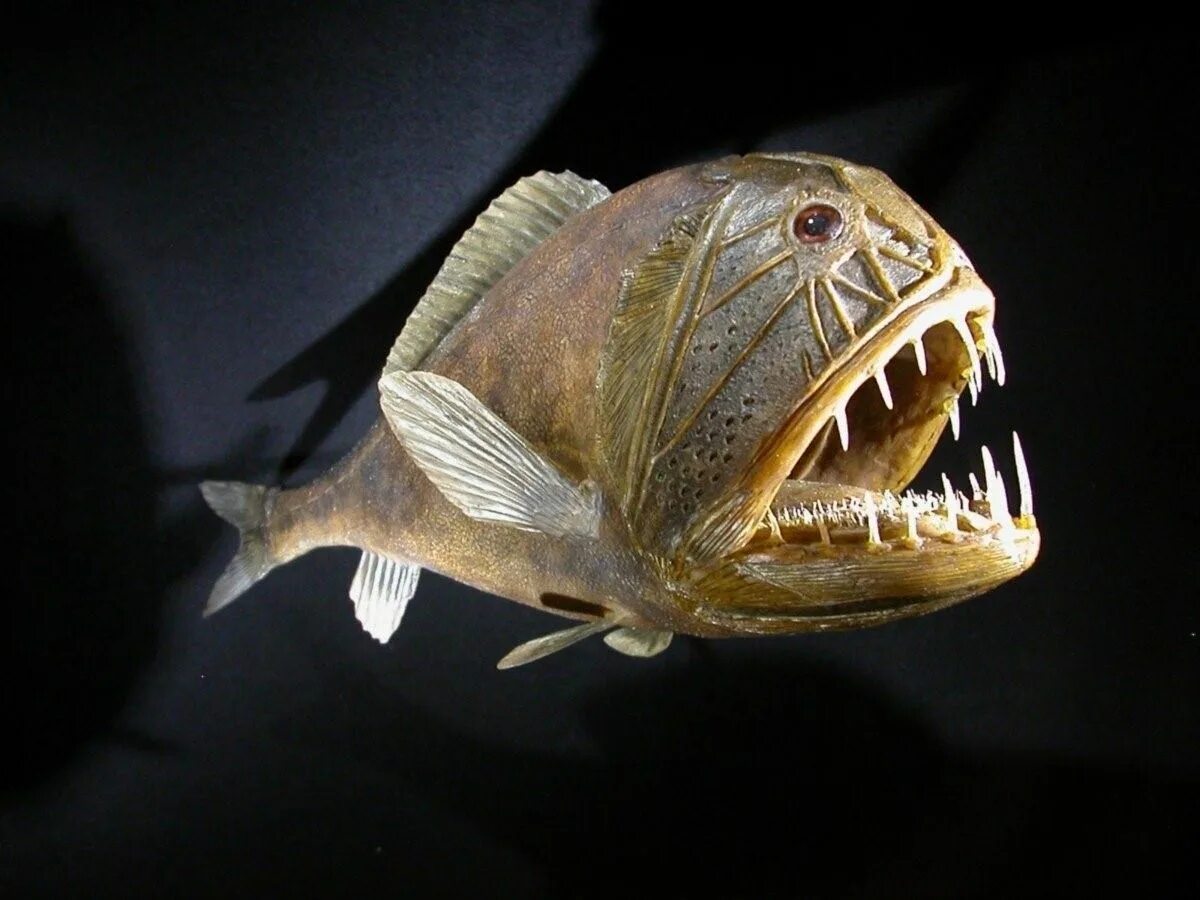 Длиннорогий Саблезуб. Длиннорогий Саблезуб рыба. Саблезуб (Anoplogaster cornuta). Длиннорогий Саблезуб малек.