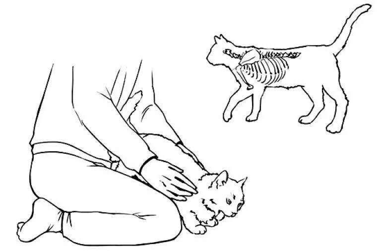 Кошка часто дышит животом. Что делать если от подавился. Кошка подавилась. Кошка подавилась костью.