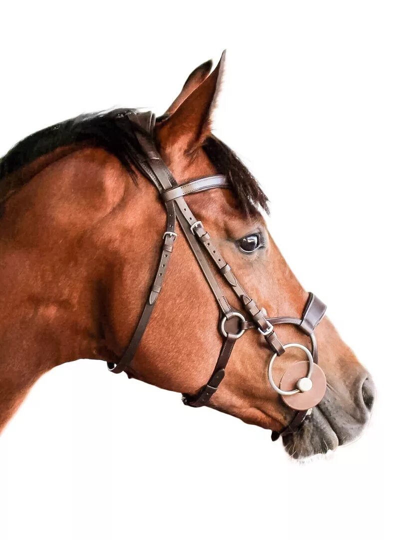 Как выглядит уздечка для лошади фото Магнитный пазл 27x18см."Haflinger, трензель, лошадь" на холодильник купить в и