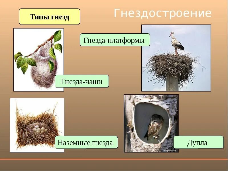 Виды гнезд птиц. Гнезда разных видов птиц. Типы птичьих гнезд. Птицы и их гнёзда картинки.