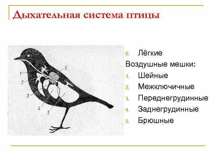 В легкие птиц поступает. Дыхательная система птиц. Строение дыхательной системы птиц. Дыхательная система птиц легкие. Схема дыхательной системы птицы.