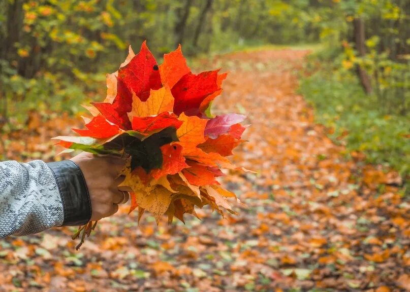 Букет листьев в руках. Красивый осенний букет из листьев. Осенние листья в руках фото. Букет осенних листьев в руках. Букет из осенних листьев в руках.