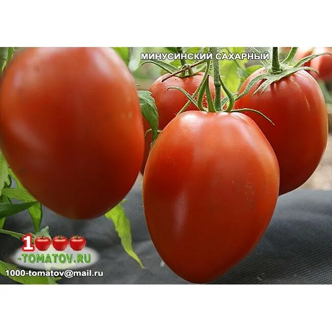 Семена томат минусинский домашний. Помидоры минусинские с носиком. Томат минусинский домашний. Минусинский домашний томат описание отзывы характеристика. Томат минусинский домашний мязина.