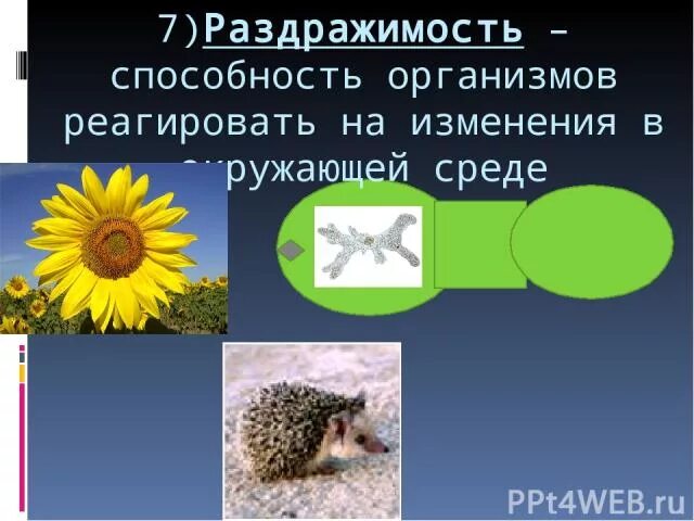 Раздражимость свойство живых организмов. Раздражимость у растений и животных. Раздражимость живых организмов презентация. Свойства живого раздражимость.