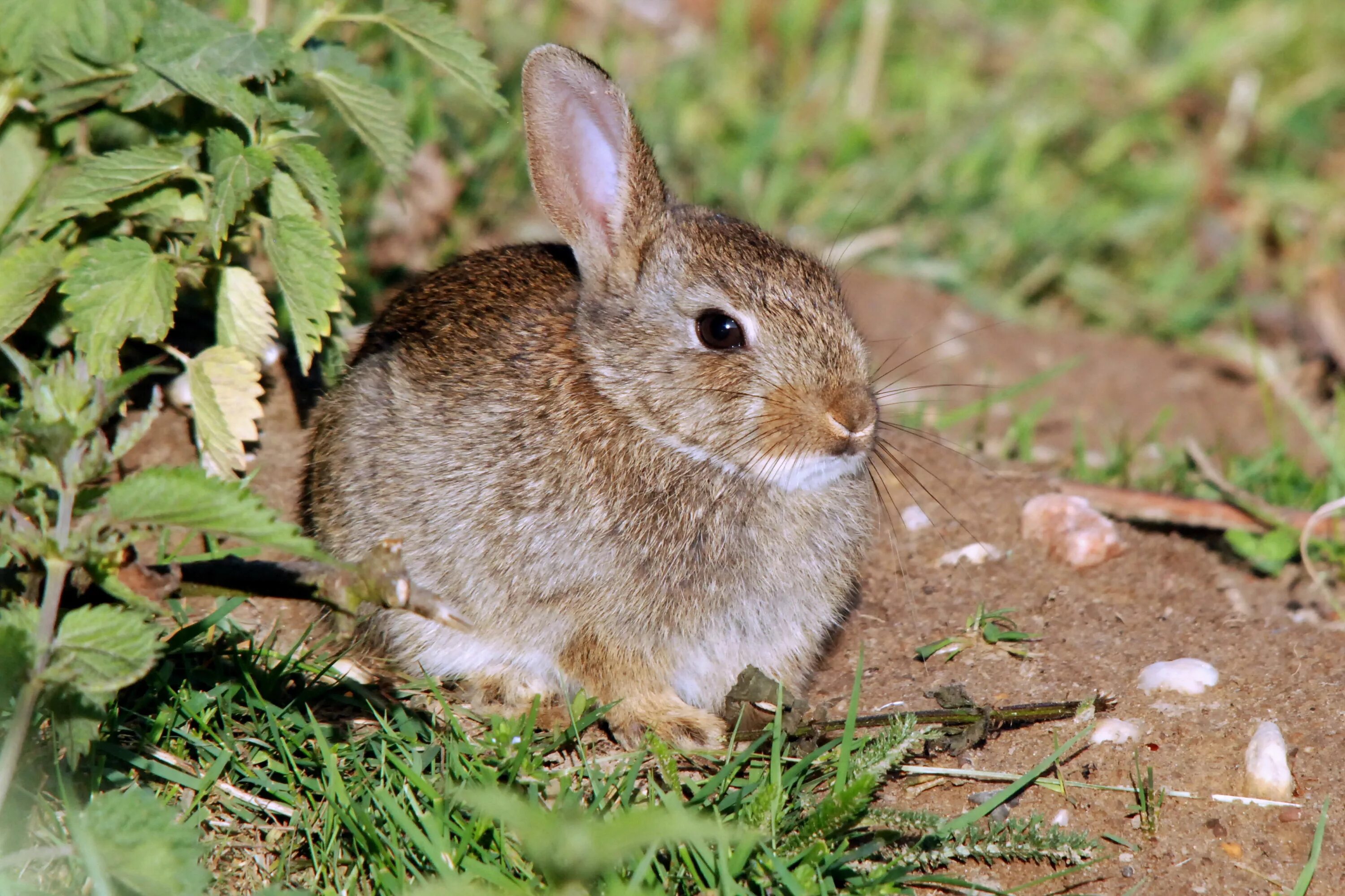 К какому отряду относится кролик. Отряд зайцеобразные кролики. Кроль зайцеобразные. Зайцеобразные млекопитающие. Тепоринго вулканический кролик.