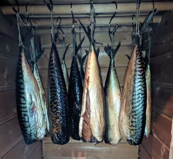 Как закоптить скумбрию в коптильне. Скумбрия в коптильне. Скумбрия горячего копчения в коптильне. Скумбрия в коптилке. Скумбрия холодного копчения в коптилке.