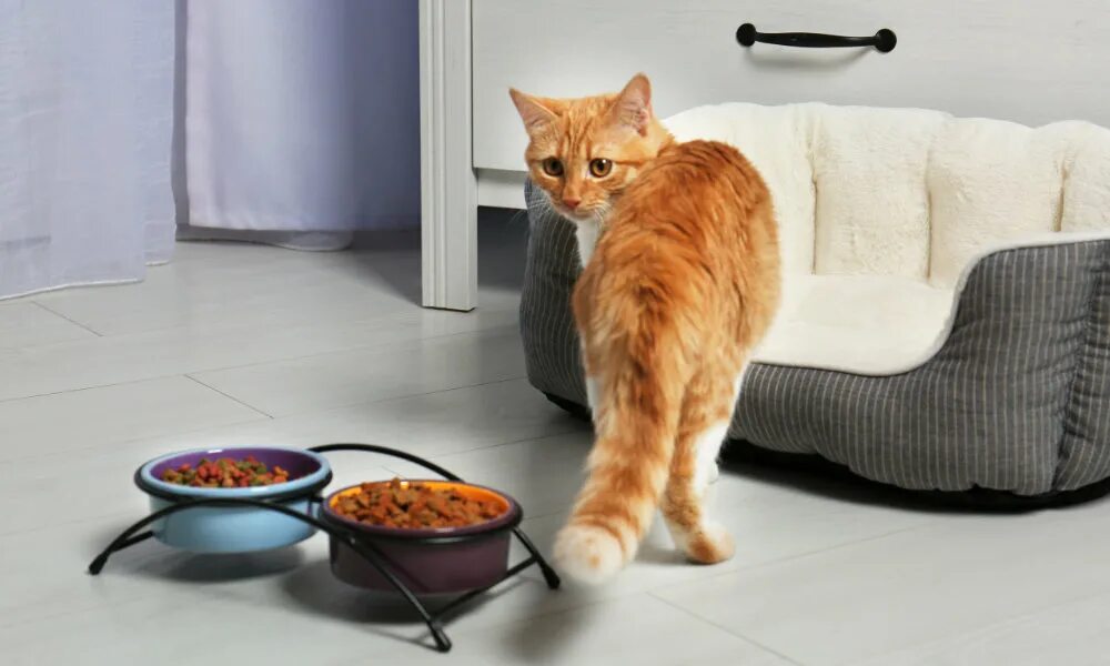 Кошка перестала кушать. Кот возле миски. Кошка ест с миски. Кот ждет еду. Кот ждет еду у миски.