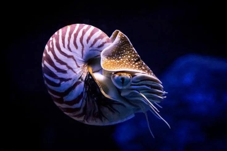 Pin by Husky Mom on Interesting Photography Ocean creatures, Nautilus, Sea creat