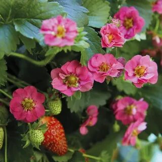 Саммер бриз роуз клубника отзывы