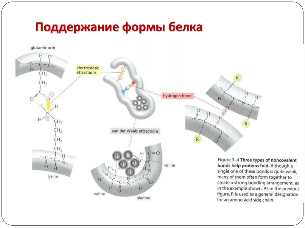 Формы белка. Фолдинг белка схема. Формы белков. Процессинг и фолдинг белка. Нарушение фолдинга белка.